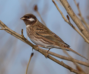 Хөмрөг (Цагааншанаа хөмрөг)